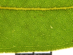 Eucalyptus rubiginosa