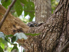 Lepilemur randrianasoloi