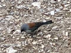 Junco hyemalis dorsalis