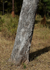 Eucalyptus leptophleba