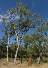 Eucalyptus leptophleba