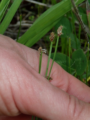 Image of Eleocharis compressa by (c) Katherine Baird, some rights reserved (CC BY)