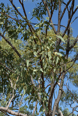 Eucalyptus leptophleba