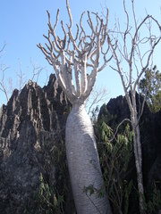 Pachypodium