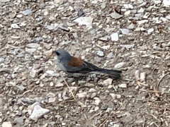 Junco hyemalis dorsalis