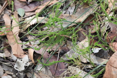 Selaginella uliginosa