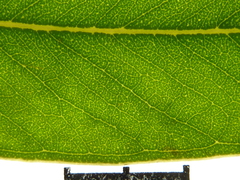 Eucalyptus psammitica