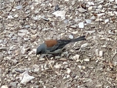 Junco hyemalis dorsalis