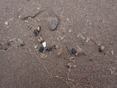 Chrysomela crotchi