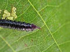Agelastica alni