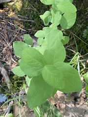 Lonicera hirsuta