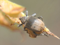 Isorhinus