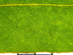 Eucalyptus pyrocarpa