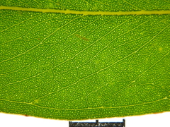 Eucalyptus pyrocarpa