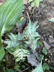 Athyrium niponicum