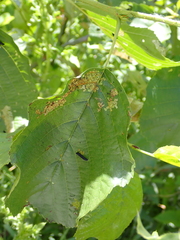 Agelastica alni