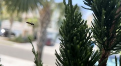 Ocyptamus fuscipennis