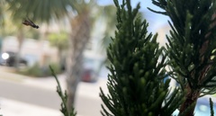 Ocyptamus fuscipennis