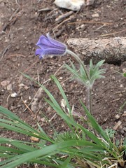 Pulsatilla ambigua