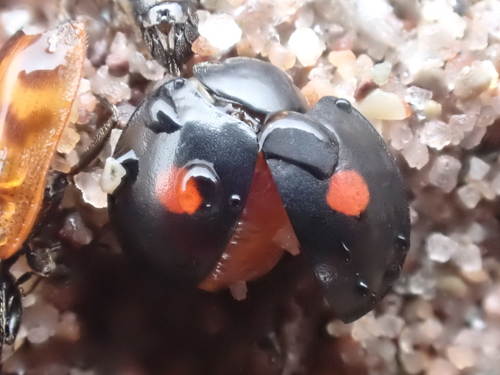 Twice-stabbed lady beetle