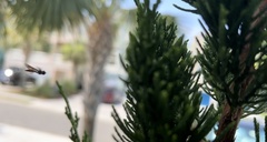 Ocyptamus fuscipennis