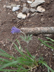 Pulsatilla ambigua