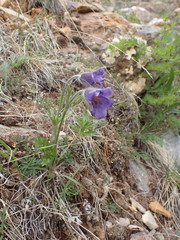 Pulsatilla ambigua