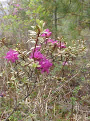 Rhododendron parvifolium