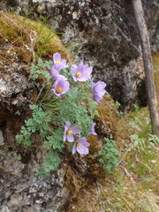 Paraquilegia microphylla