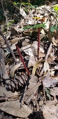 Corallorhiza maculata occidentalis