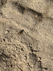 Dasymutilla arenivaga