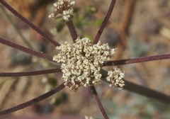 Lomatium nevadense parishii