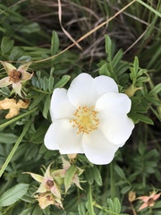 Rosa foliolosa