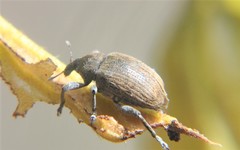 Isorhinus