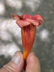 Campsis radicans