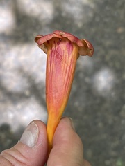 Campsis radicans
