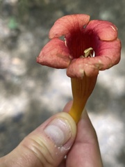 Campsis radicans