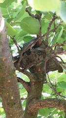 Hierophis viridiflavus