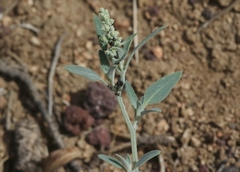 Chenopodium fremontii