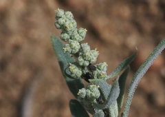 Chenopodium fremontii