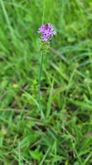 Polygala incarnata