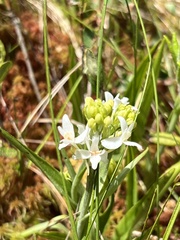 Platanthera blephariglottis blephariglottis