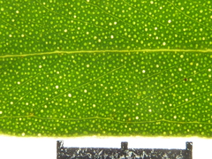 Eucalyptus deuaensis