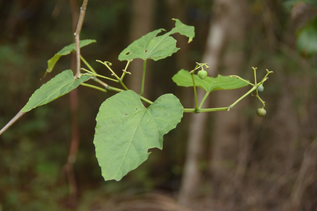 Cissus tinctoria