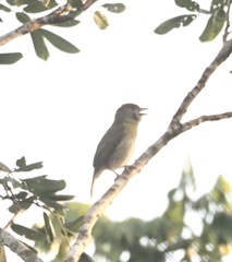 Cyclarhis gujanensis insularis