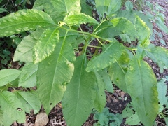 Pokeweed mosaic virus