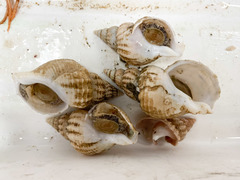 Buccinum terraenovae