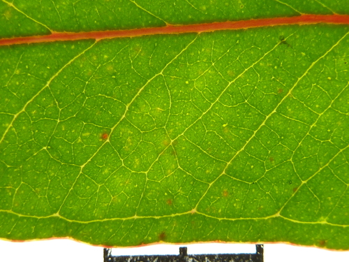 Eucalyptus sphaerocarpa observed 2011-06-28