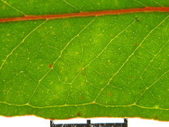 Eucalyptus sphaerocarpa