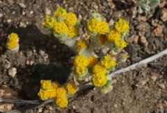 Eriophyllum pringlei